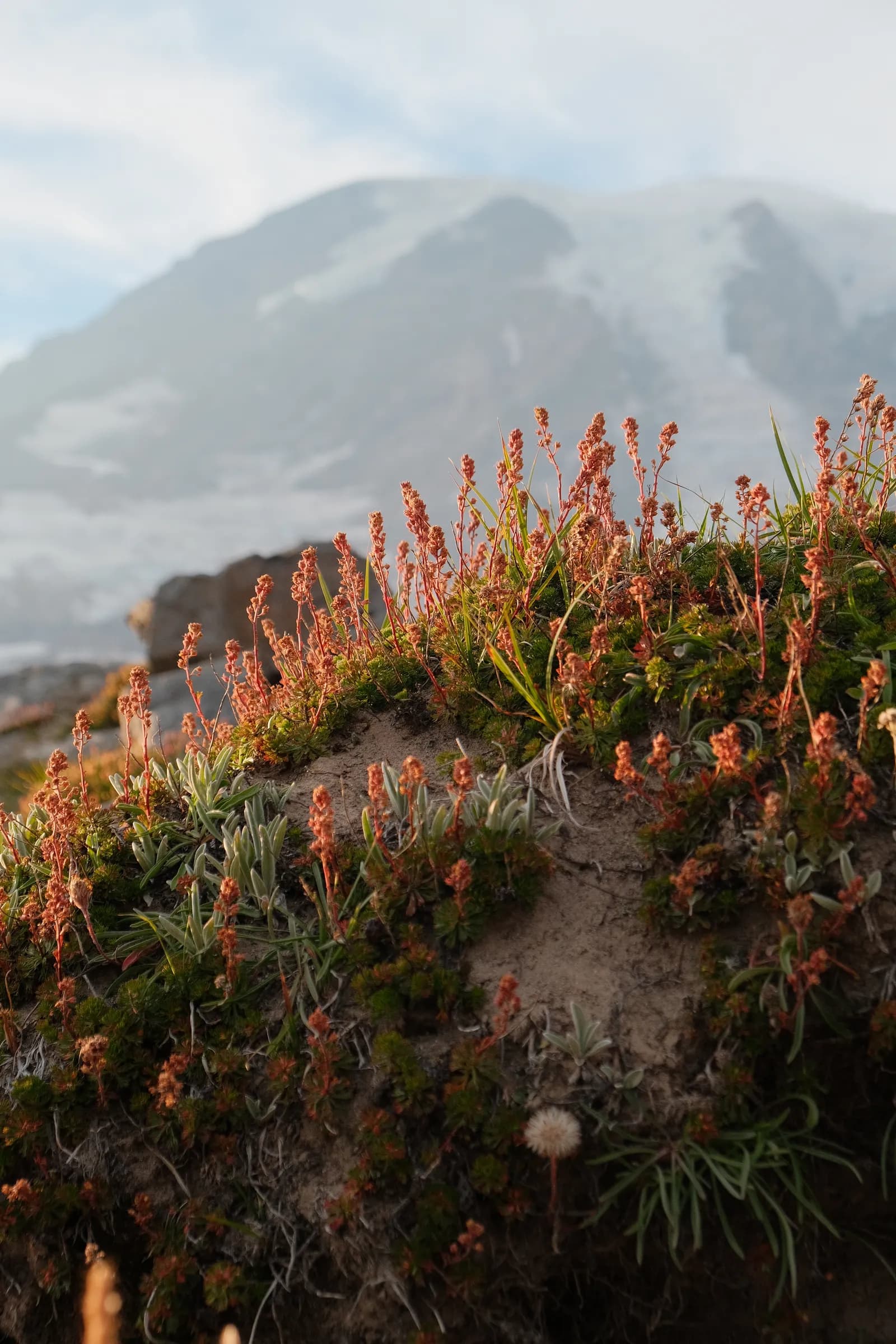 Alpine Flowers Below Rainier