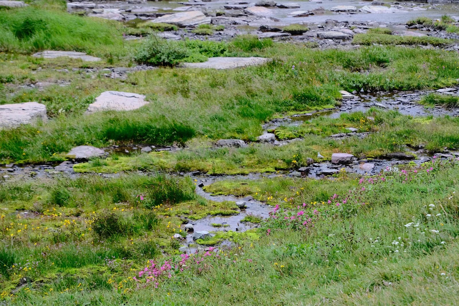 Alpine Stream Habitat
