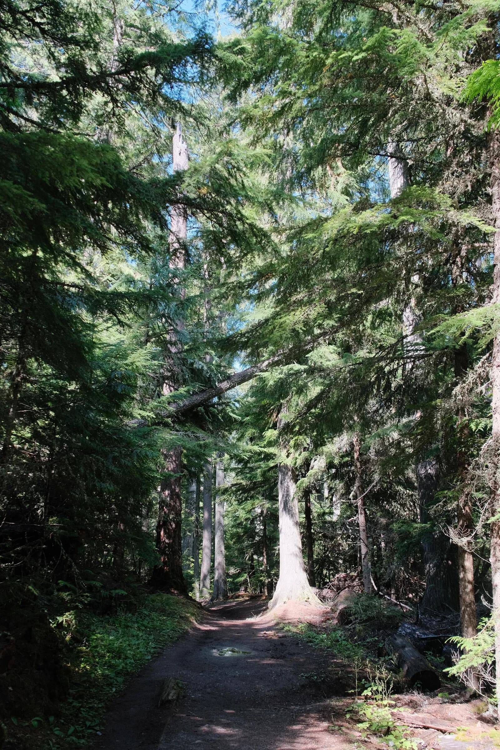 Cedar Forest Trail