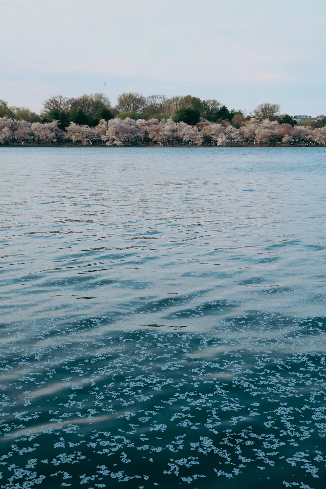 Cherry Blossoms Across the Basin