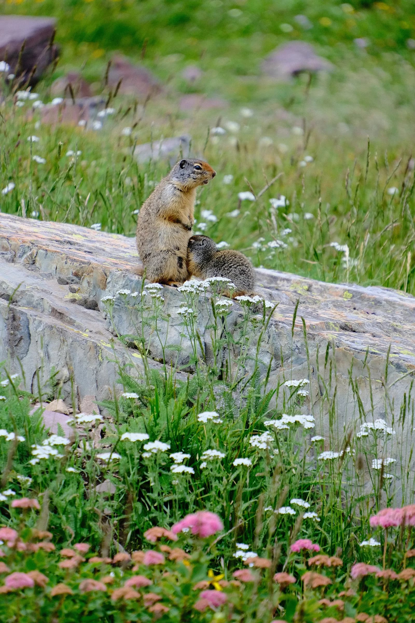 Ground Squirrel and Pup