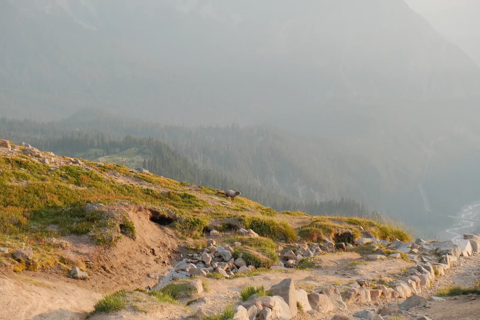 Marmot on the Ridge