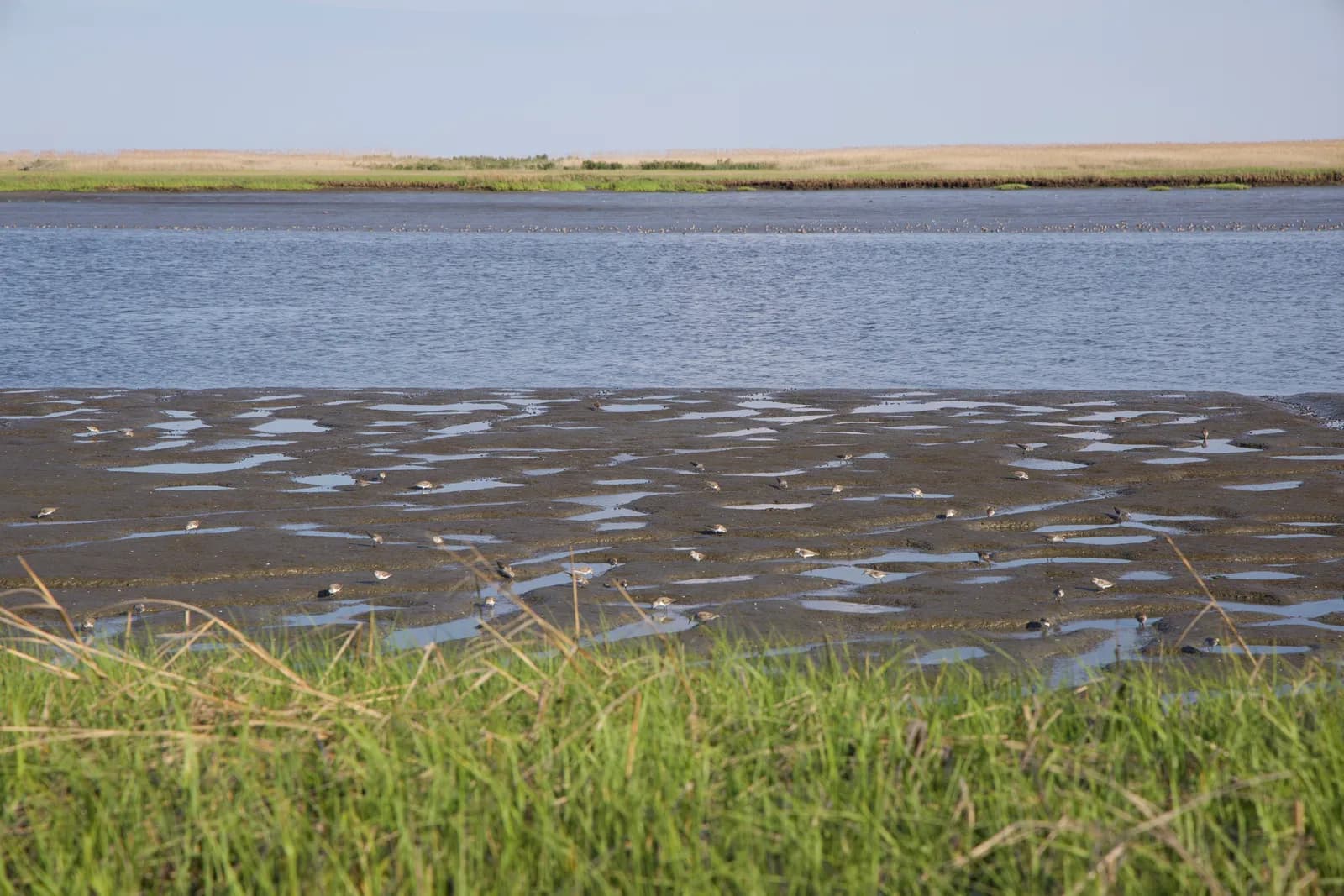 Shorebirds on the Tidal Flat