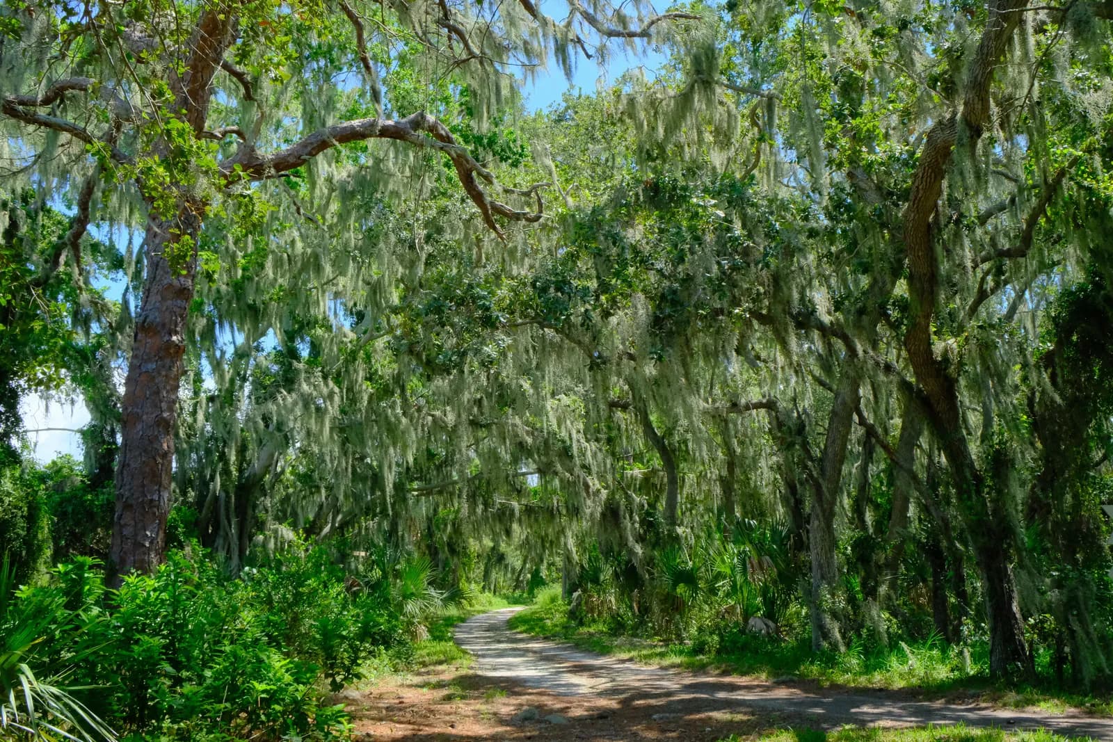 Spanish Moss Forest Path