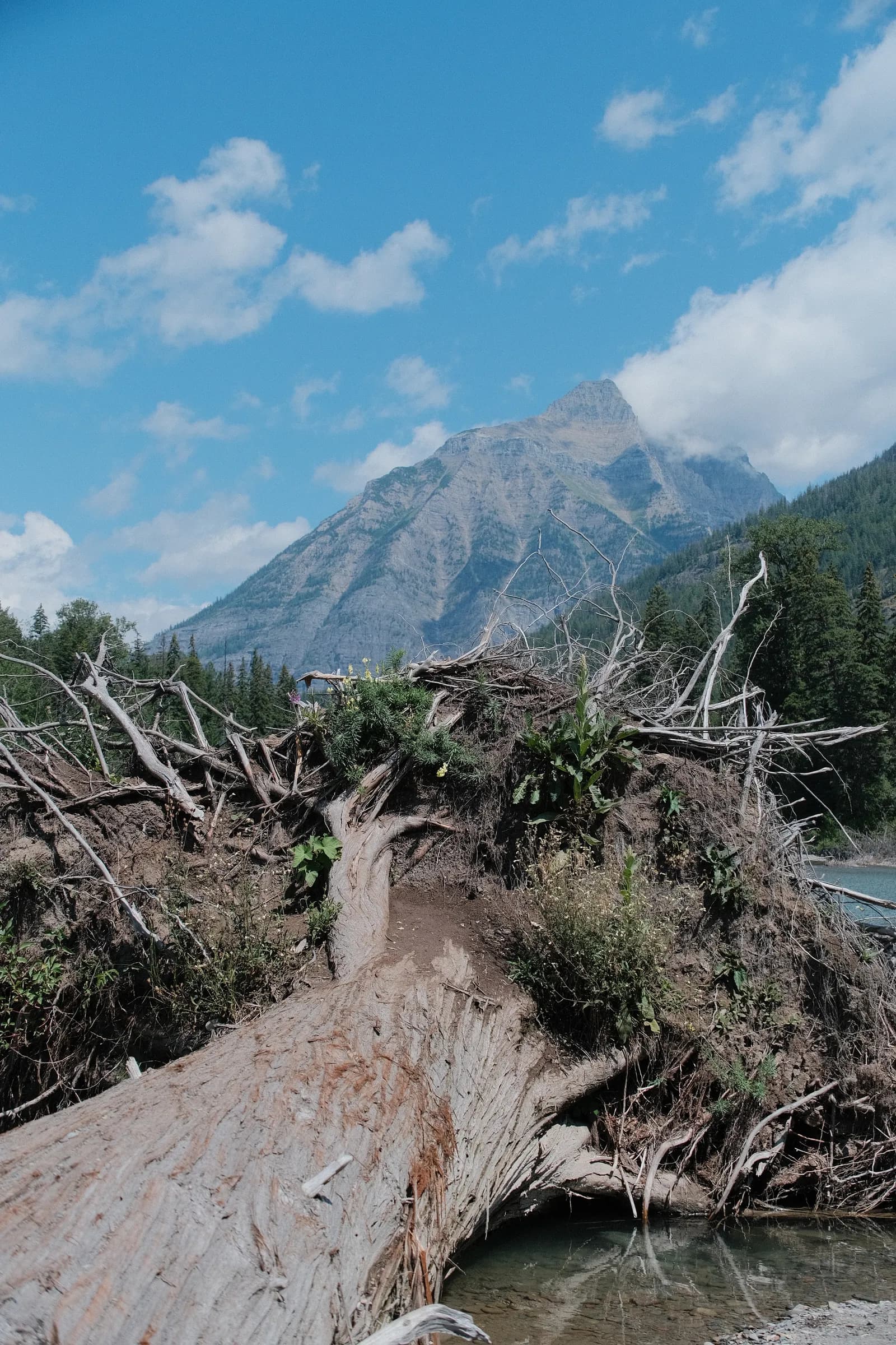 Uprooted Tree Beneath the Mountain